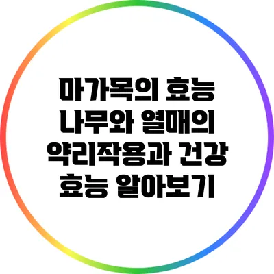 마가목의 효능: 나무와 열매의 약리작용과 건강 효능 알아보기
